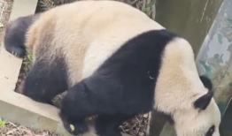 大熊猫视频,大熊猫视频捕捉自然魅力