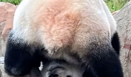 熊猫搞笑视频,萌化你的每一天