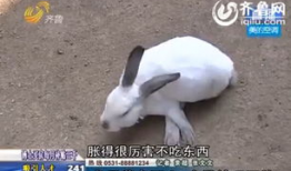 杀兔子视频,杀兔子视频引发社会热议